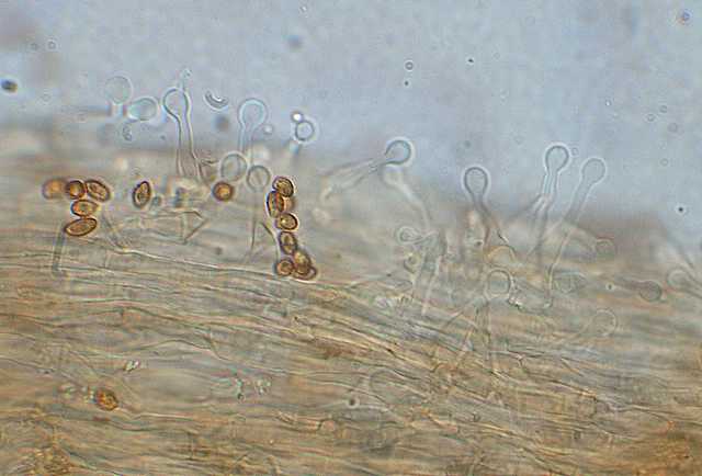 Galerina lillipuziana